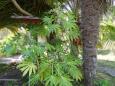 Young papaya tree