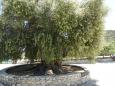 This olive tree is 1500 years old