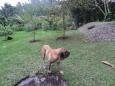 This is a mastiff