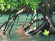 An element of a mangrove forest