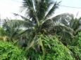Coconuts to garb