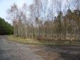 Birch woods of the Wkrzańska Forest