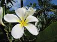 Frangipani