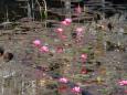 Water lillies