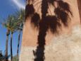 Four palm trees