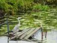 The heron likes such weather!