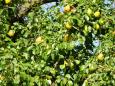 Garden pears