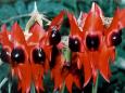 Desert pea