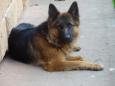 This is a dog