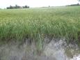 Rice fields after rainy season