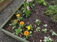 Marigolds are smiling