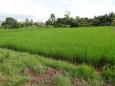 Rice not ready for the harvest yet
