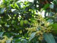 Mango time