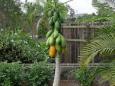 The paw-paw tree and fruit