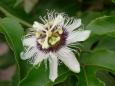 Watching the passion fruit in bloom