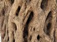 An olive tree trunk