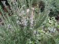 Rosemary in bloom