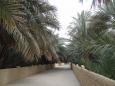 Date palm oasis