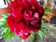 The peonies are doing fine