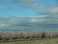 Almonds trees in bloom