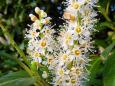 Intensely fragrant cherry laurel flowers