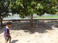 Mangoes fall down on the ground