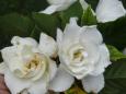 Gardenias