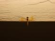 The dragon fly is getting warm by the bar lamp