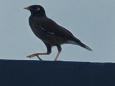 A lunch companion - crested myna