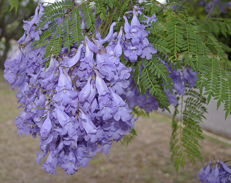 jacaranda