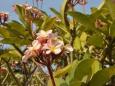Krzew plumerii - frandżipani