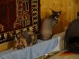 Koty Marcina w gościach
