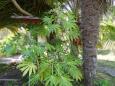 Młode drzewo papai