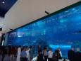 Akwarium w Centrum o nazwie Dubaj Mall.