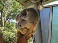 Jeszcze koala